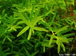 Rotala sp. "Green"