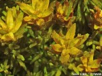 Rotala rotundifolia (Rotala okrgolistna)