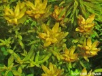 Rotala rotundifolia (Rotala okrgolistna)