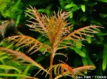 Proserpinaca palustris (Pezacz bagienny)