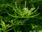 Rotala sp. "Green"